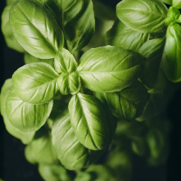 Насіння базиліка Геновезе зелений на вагу, Агролінія