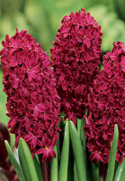 Гиацинт Woodstock (10189)