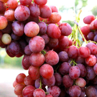 Саженцы винограда Шедевр