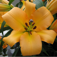 Лилия  Saltarello ОТ гибрид, De Ree