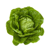 Салат Квінтус 1000 дражованого насіння ромен, Rijk Zvaan