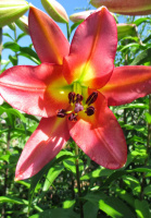 Лилия Satisfaction высокорослая (10172), De Ree