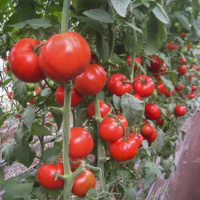 Томат Дунай К 20.48 F1 250 семян крупноплодный высокорослый среднеранний, Tezier