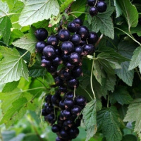 Смородина чорна Титанія