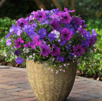 Петуния Изи Вейв F1 100 дражированных семян ампельная синяя, Pan American flowers