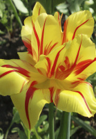 Тюльпан махровый Monsella (10256)