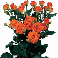 Троянди спрей Алегрія