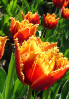 Тюльпан бахромчатый Palmares (10219)