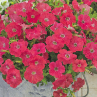 Петуния Изи Вейв F1 100 дражированных семян ампельная розовая, Pan American flowers