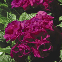 Примула махровая Примлет F1 пурпурная 100 семян, Pan American flowers
