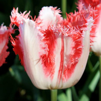 Тюльпан Sweet Simone 3 шт бахромчатый, De Ree