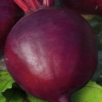 Свекла Борщевая весовая столовая округлая средеспелая