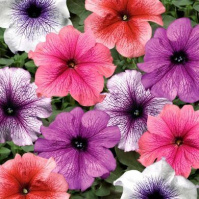 Петуния Тритуния F1 смесь с прожилками 20 шт, Syngenta Flowers