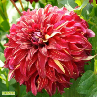 Георгина Bohemain высокорослая с гигантским цветком, De Ree