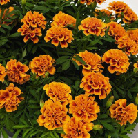 Бархатцы Супер герой оранжевые с глазком 1000 семян, Benary