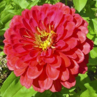 Цинния элегантная Гиганты Бенари 100 семян коралловая, Hем Zaden