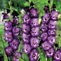 Гладиолус Hidden Treasure 3 шт крупноцветковый, De Ree