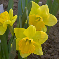 Нарцисс Alexis Beauty корончатый (10435)