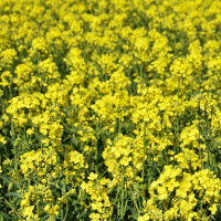 Купить горчица жёлтая на развес, агролиния в интернет-магазине Sezon Горчица жёлтая на развес, Агролиния