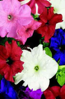 Петуния Браво F1 1000 дражированных семян смесь, Syngenta Flowers