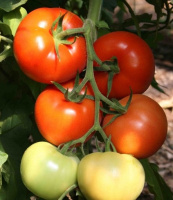 Томат Мирсини F1 1000 семян кустовой крупноплодный ранний, Seminis