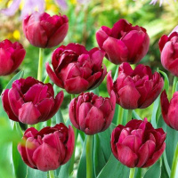 Тюльпан Antraciet 3 шт махровый,De Ree (10249)