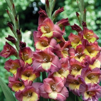 Гладиолус Brescia 3 шт бамбино, De Ree