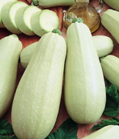 Кабачок Чаклун весовой кустовой ранний