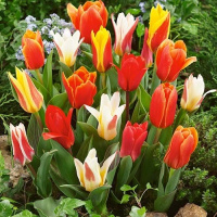 Тюльпан Грейга микс 50 луковиц разных цветов, De Ree