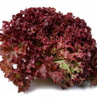 Салат Констанс 5000 насіння лолло росо червоний, Rijk Zvaan