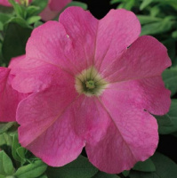 Петуния Ультра F1 1000 дражированных семян розовая, Syngenta Flowers