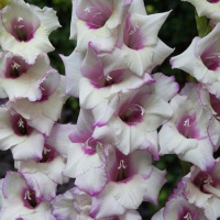 Гладиолус Condor PAsa 3 шт бамбино, De Ree