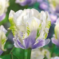 Тюльпан White Lizard  3 шт попугаевидный, De Ree (10529)