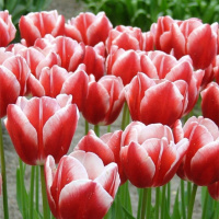 Тюльпан Leen van der Mark 3 шт триумф,De Ree