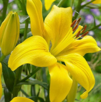 Лилия Yellow Country азиатская, De Ree