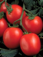 Томат Перфектпил F1 25000 семян для переработки кустовой среднеспелый, Seminis