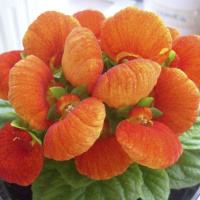 Кальцеолярия Данти F1 бронзовая 100 дражированных семян, Sakata