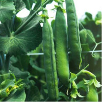 Горох Дакота 100000 насінин ранній, Syngenta