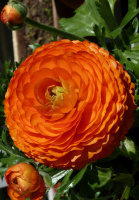 Лютик помаранчевий 3 шт