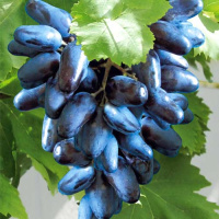 Саженцы винограда Оригинал черный