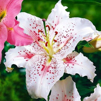 Лилия Muscadet тигровая ориантальная, De Ree