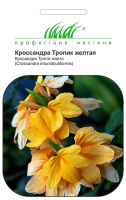Кроссандра Тропик 4 семечки желтая, Hем Zaden