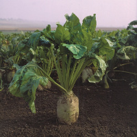 Свекла Центаур Поли весовая кормовая цилиндрическая среднеспелая