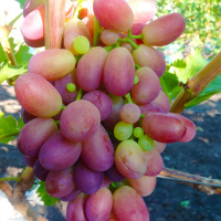 Саженецы винограда Илона