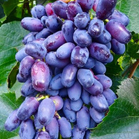 Саженцы винограда Памяти Дженеева