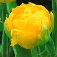 Тюльпан махровый Thule Exotic (10368)