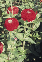 Цинния элегантная Гиганты Бенари 250 семян темно-красная, Hем Zaden