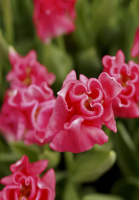 Тюльпан Picture 3 шт волнистый, De Ree (10310)