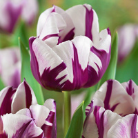 Тюльпан Rem's Favourite 3 шт триумф, De Ree 