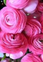 Лютик рожевий 3 шт